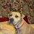 Harriet Levenson's profile image