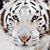 Judith Dreier's profile image