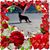 Annie Meister's profile image