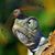 Judie Custer's profile image