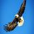 Anthony Castiglia's profile image