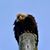 Karen Christopher's profile image
