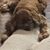 Rebeka Ray's profile image