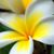 Mimi Thomas's profile image