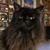 Sally Renko's profile image