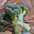 Sheila Hendrix's profile image
