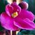 Stephanie Monka Springborn's profile image