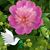 Nancy Norris Tracy's profile image