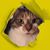 Caren A Stein's profile image