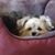 Sue Schwahn's profile image