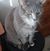 Carolyn Murray's profile image