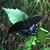 Mary Lynn Devereux-bowman's profile image