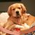 Cherie Deutsch Chestler's profile image