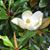 Sharon M. Hamblen's profile image
