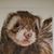 Carl Hobi's profile image