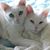 Joyce Mathews Weinmann's profile image