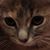 Anthonyand Wednesday's profile image