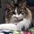 Lisa Allard-crossley's profile image