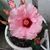 Bobbye Kienitz's profile image