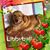 Susan Diehl Noya's profile image