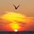 Kim Shultz's profile image