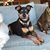 Dottie DeCarlo's profile image