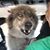 Dawn LaRoche Dawncoyote's profile image