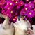 Ai Nhi Hoang's profile image