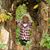 Diane Dovico's profile image