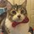 Olivia Infante's profile image