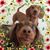 Kimberlie Hensley Kaltenbach's profile image