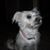 Ellen Rogers Snyder's profile image