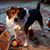 Lisa K. Cox Belew's profile image