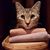 Donna Mazzella's profile image