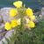 Mary Reed LaCoursiere Johnson's profile image