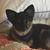 Gina Marie Angelina's profile image
