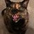 Carrie Pope Froseth's profile image