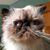 Thomas Larson's profile image