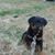 Clint Fincher Lucan's profile image
