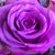 Ines Colin's profile image