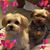 Kathy Kurtz-Herkert's profile image