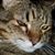 Diane Jones's profile image