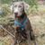 Steffen Dewey Ward's profile image