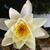 Sahra Grube's profile image