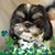 Carol Walls Boll's profile image