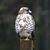 Lauren Houck MacLachlan's profile image