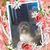 Jan Vanderpool-Collins's profile image