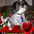 Maryann McNally's profile image