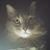 Jason Sadeghi's profile image