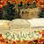 Carol Brewer's profile image